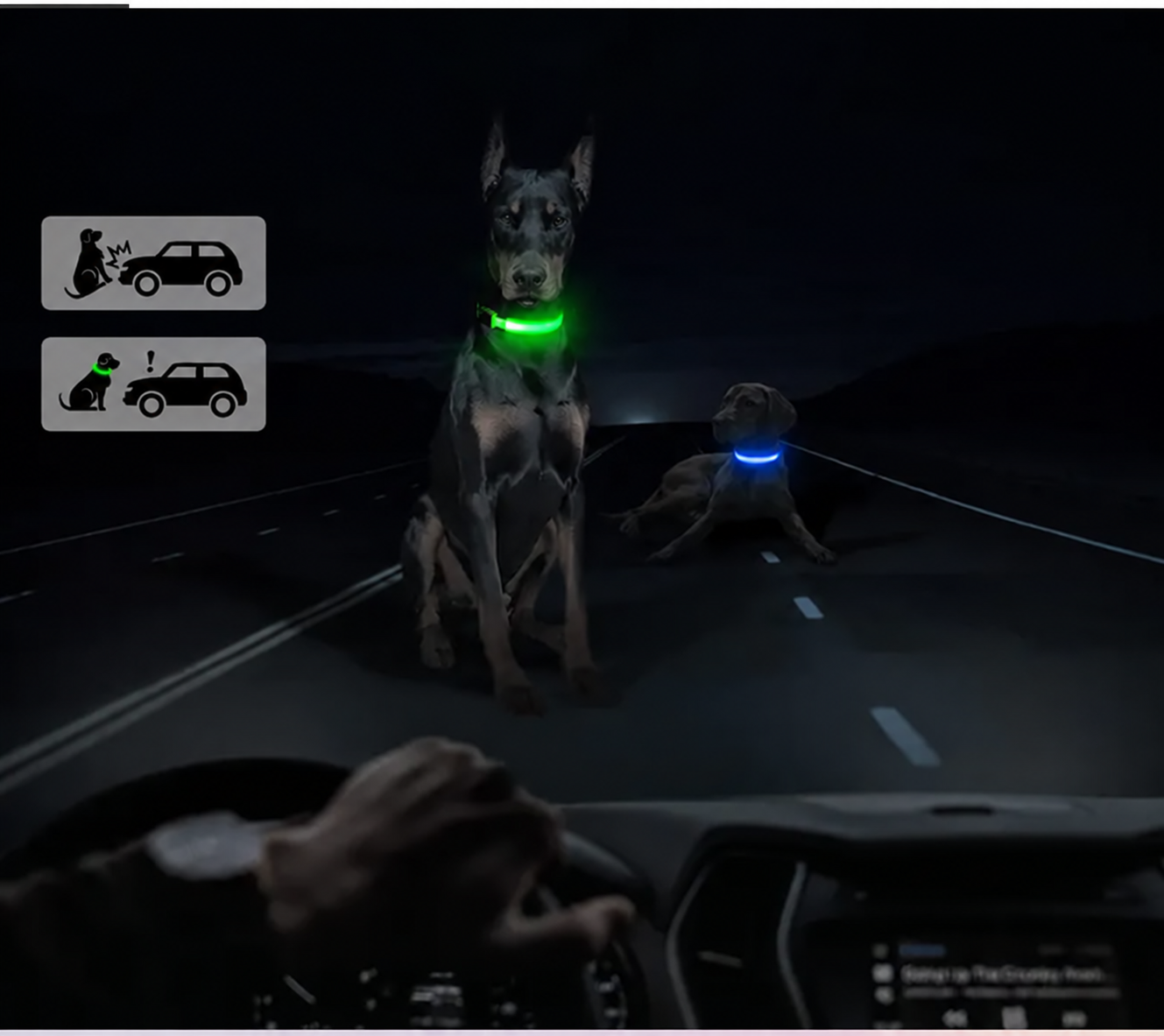 Perros con collares LED verde y azul de noche